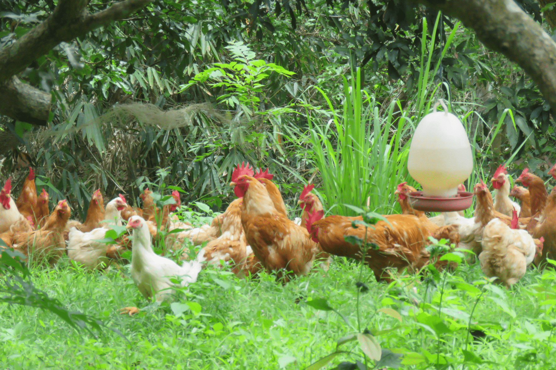 The Superiority of Klong Phai Farm Free-Range Chicken: A Healthier Choice